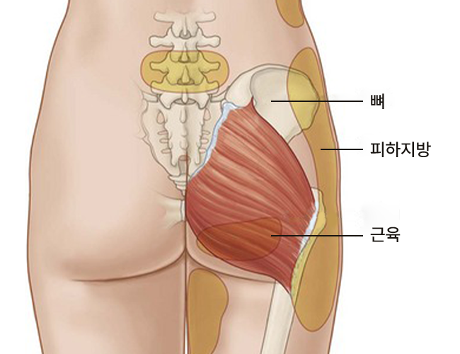 뼈, 피하지방, 근육의 각 위치를 나타내는 이미지